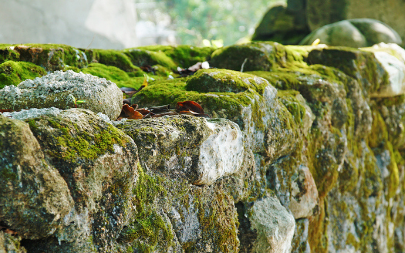 Những tảng đá bao phủ bởi lơp phong rêu xanh mướt Cù lao Chàm