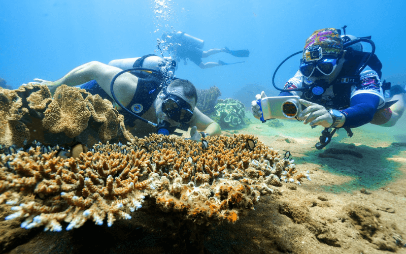 Lặn ngắm san hô trên đảo Cù Lao Quảng Nam