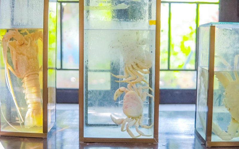 Sinh vật biển tại bảo tàng biển Cù Lao Chàm